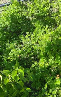 نهال میوه جات بوشهر