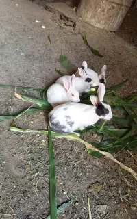 خرگوش زیبا