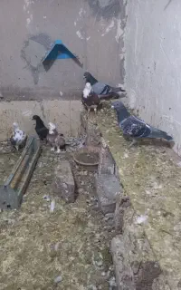 ۱۰تا کفتر پرشی پلاکی