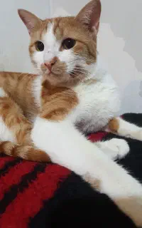 واگذاری