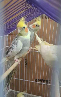 عروس‌هلندی‌بالغ