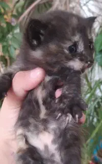 پیشی گربه