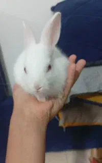 خرگوش