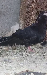 کبوتر