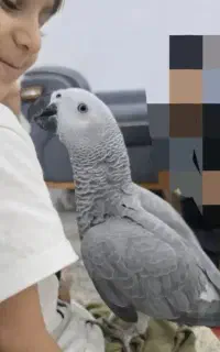 کاسکو جوون