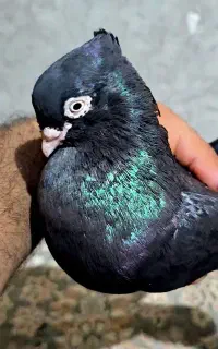 زاغ آبادانی