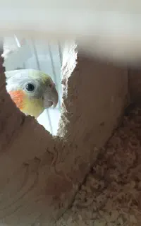 یک جفت عروس هلندی مولد