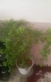 گل طبیعی