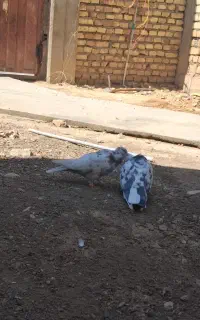 کفتر کاشانی و تهرانی