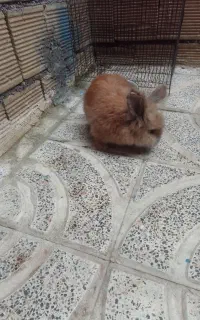 خرگوش  لوپی