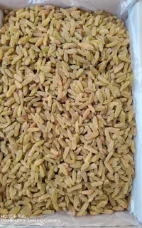 فروش کشمش سبز درجه یک بی دود و ارگانیک