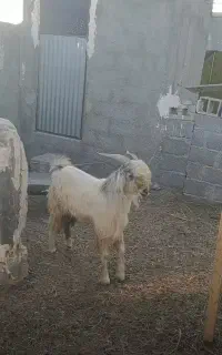 پازن روستای فداغ