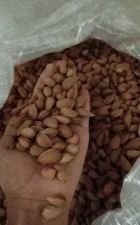 بادام کوهی