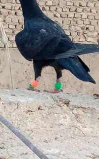 کبوتر باختی زاغ