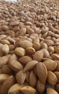 بادام شیرین درختی