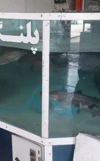 پاک کردن مرغ