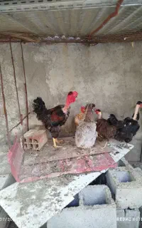 یک عدد خروس ۴ عدد ماده مرغ تخم گذار