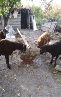 گوسفند گمشده