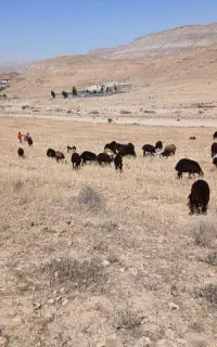 بره دورگ بومی