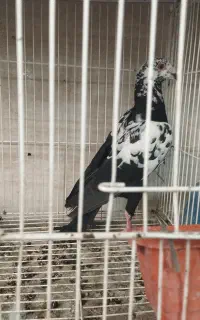 جفت سوسکی نروماده عتیقه
