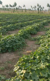 فروش خیار زمینی دوشانلو مشگین