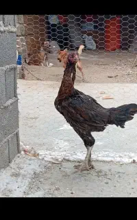 مرغ لاری اصل