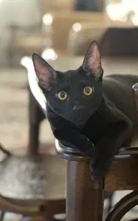بچه گربه ی ۴ ماهه