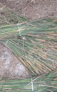 گلخانه ها . گل لویی نمایی برای منازل