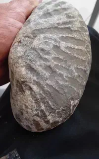 فسیل‌میلیون ساله‌‌خیلی‌بزرگ