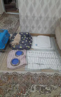 سگ گلدن رتریور