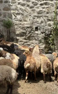گوسفند حاج مرتضی جوان چربی اصلا ندارن