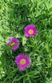 سرایداری و ابیاری باغات