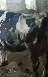 گاوشیری هلشتاین