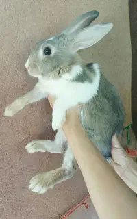 خرگوش نر ماده، ماده باردار هستش