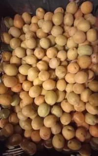 زردآلو