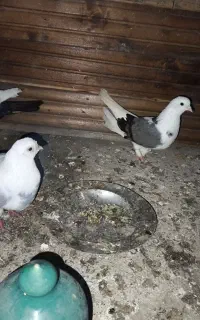 کبوتر