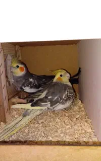 عروس هلندی نر و ماده فروشی