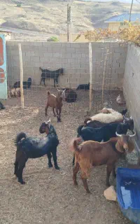 کهره نر چاق