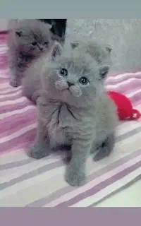 گربه اسکاتیش بلو