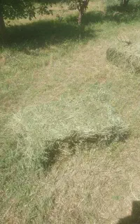 ۲۳۴ عدد پرس یونجه