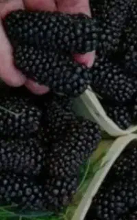 اجاره رو درخت