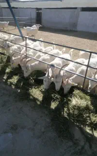 سانن ، مورسیا ، الپاین