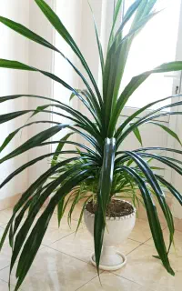 گل برای خانه