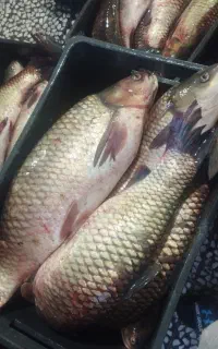کپور