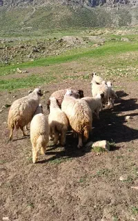 میشوبره