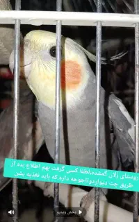 گمشده..زلان