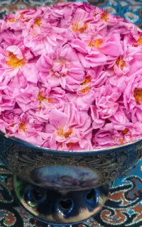 گل محمدی