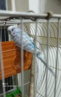 مرغ عشق نر