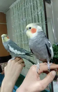 فروش عروس هلندی