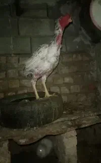 لاری وبوقلمون